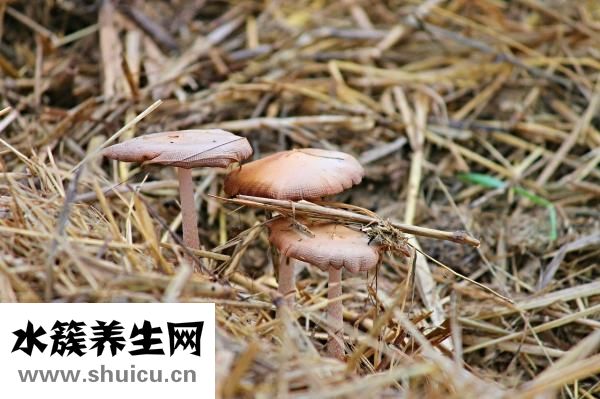 藜麥的功效與作用