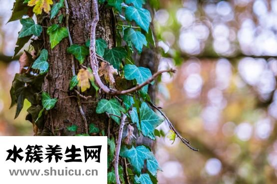 紅參的功效與作用