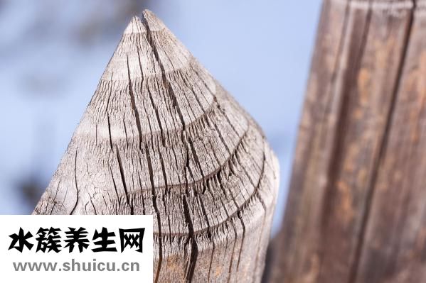 遠志的功效與作用