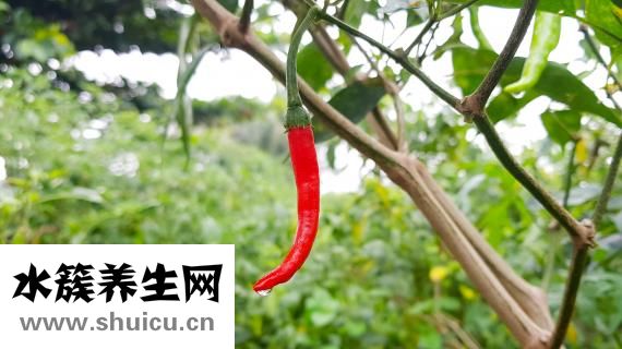 豆腐的做法大全