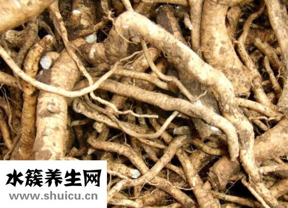 板藍根的功效與作用