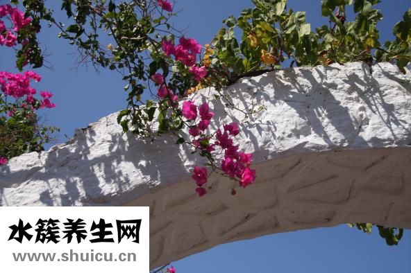 補腎壯陽的最佳方法