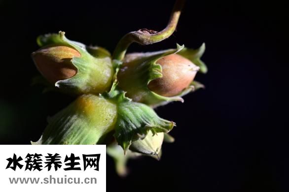 瓜蔞的功效與作用