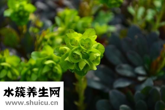 苦參的功效與作用