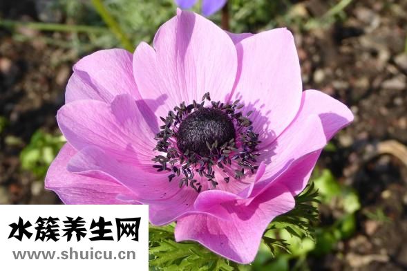 益智仁的功效與作用