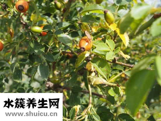 龍眼和桂圓的區(qū)別