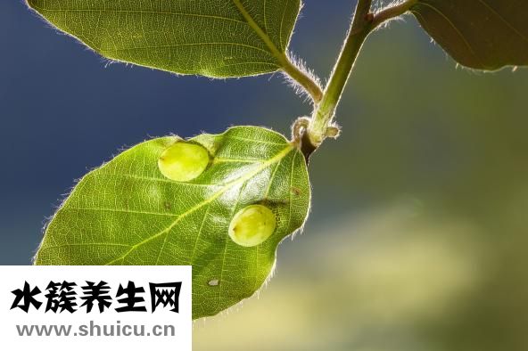 熊去氧膽酸膠囊