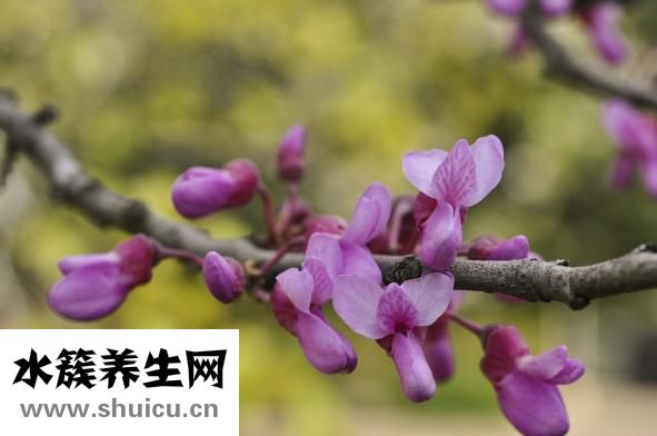 丁香的功效與作用