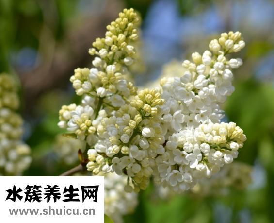 丁香的功效與作用