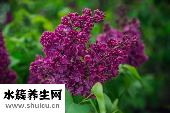 丁香的功效與作用