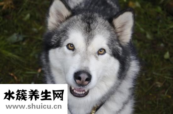 干炸蘑菇的做法