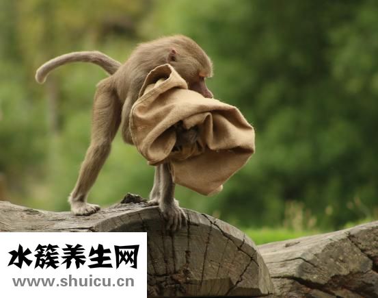 紫河車的功效與作用