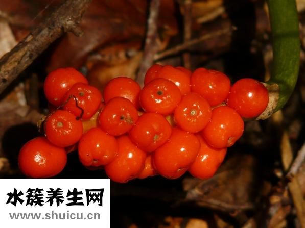 云南白藥氣霧劑