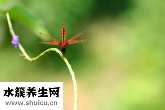 西蘭花怎么做好吃