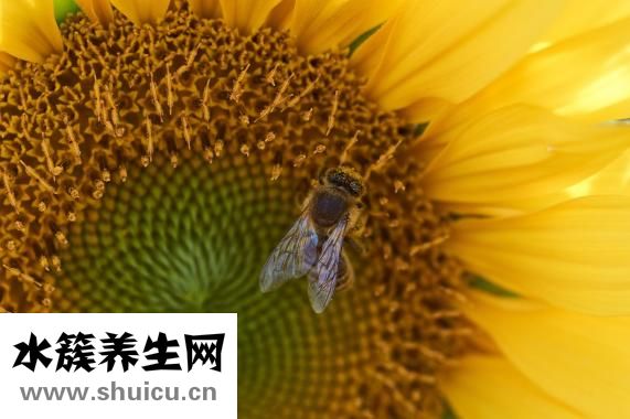 馬來酸氟伏沙明片