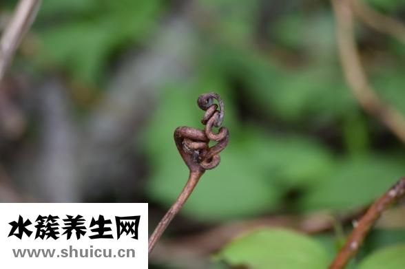 艾普拉唑腸溶片