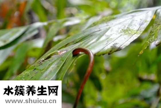 水蛭的功效與作用