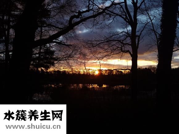 水蛭的功效與作用