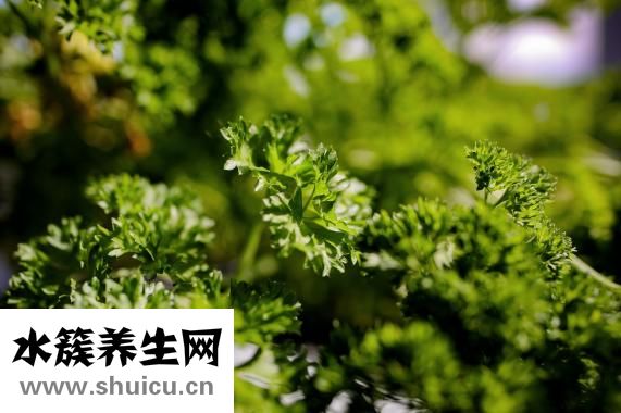 吃羊肉不能吃什么