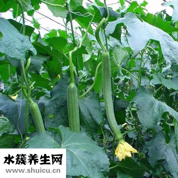 絲瓜水的功效與作用