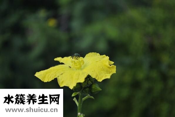 絲瓜水的功效與作用