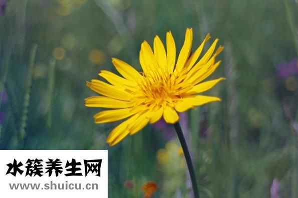 人參養(yǎng)營(yíng)湯