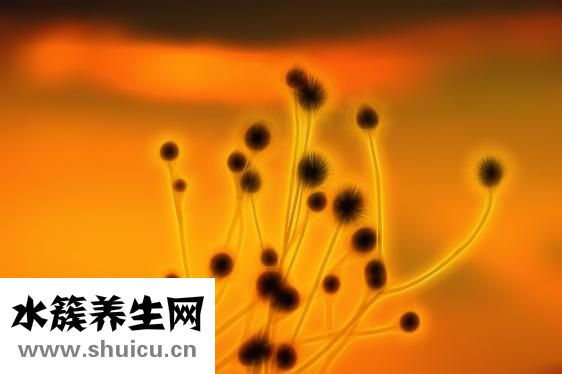 怎么減肥效果好