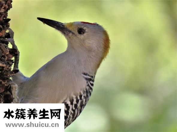 什么是矯正視力