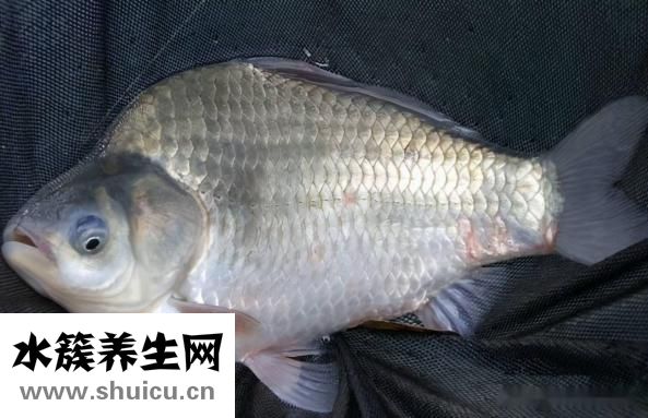 小溪魚品種大全