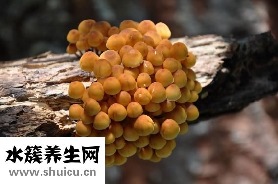 孕婦能吃大蒜嗎