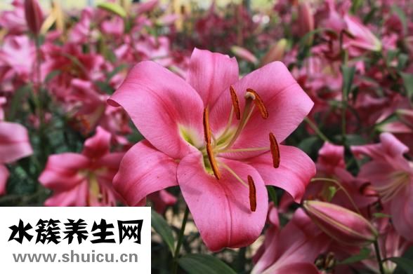 什么是子宮腺肌癥