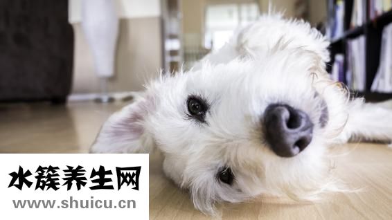 什么食物是發物