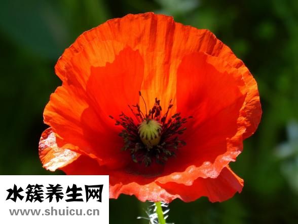 坐月子可以喝奶茶嗎