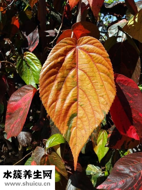 山藥最簡單的吃法