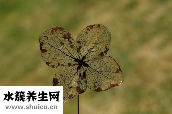 山藥最簡單的吃法