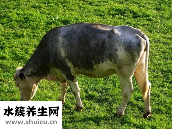 一天能喝多少牛奶