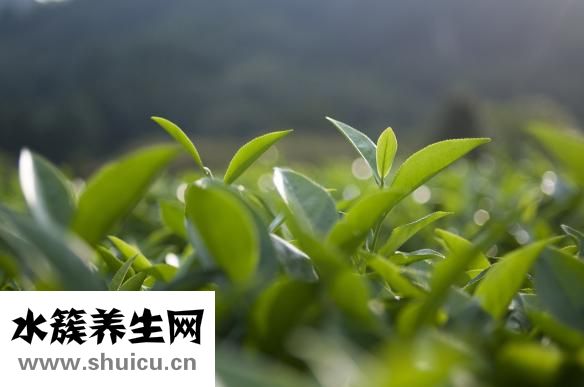 什么茶最好喝