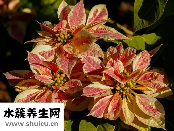 土霉素的功效與作用