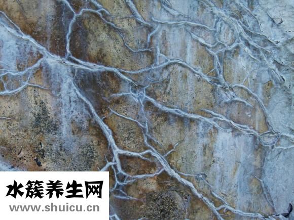 孕婦可以吃松子嗎