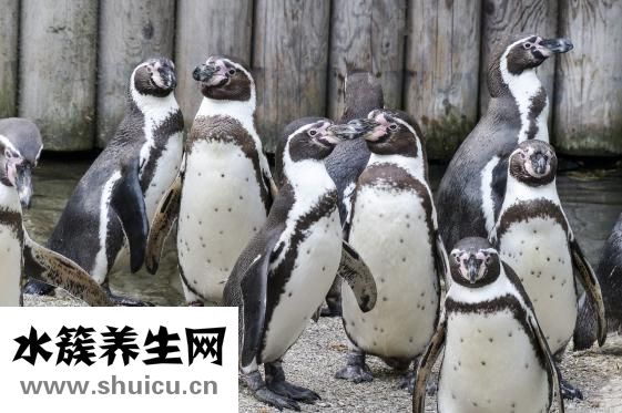 味精加可樂(lè)