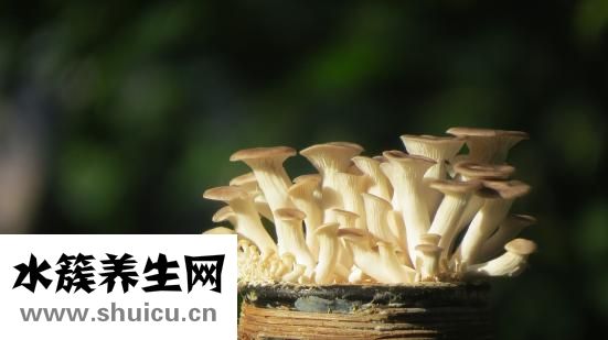 孕婦可以吃鮑魚(yú)嗎