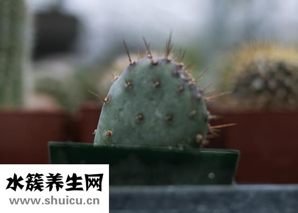 仙人球可以吃嗎