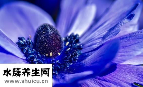 天麻的藥用價值