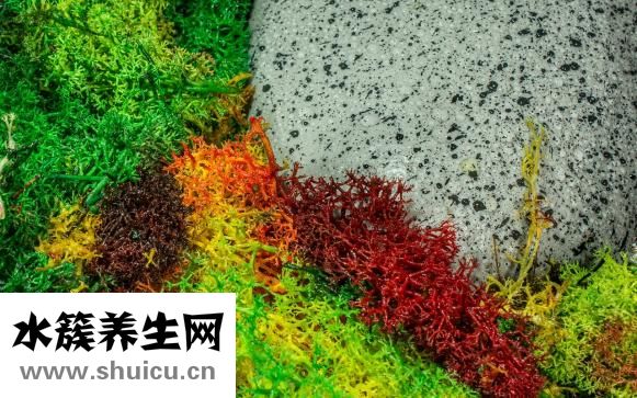 孕婦能吃巴旦木嗎