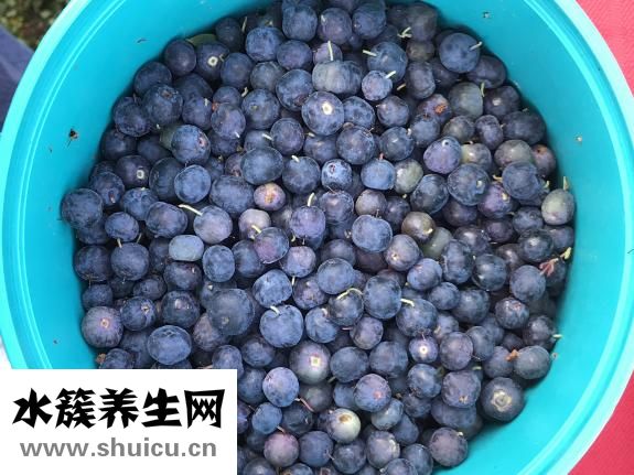 孕婦吃藍(lán)莓好嗎