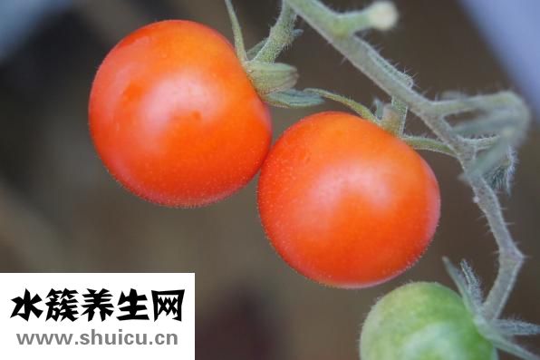 晚上吃啥不胖還減肥