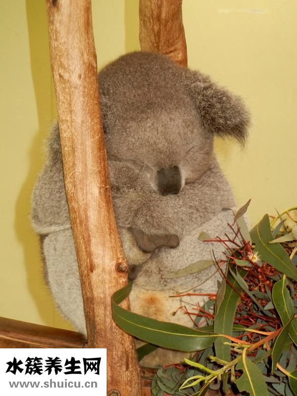 受孕的最佳時間