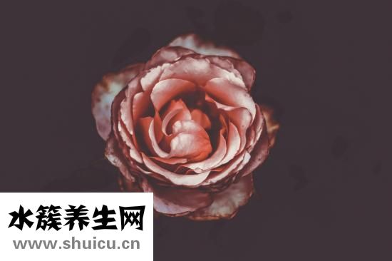 孕婦前三個(gè)月食譜