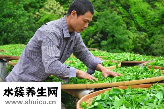 喝烏龍茶能減肥嗎