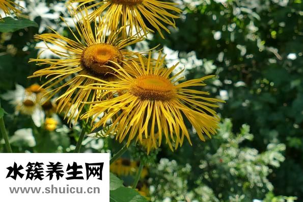 旋覆花代赭石湯